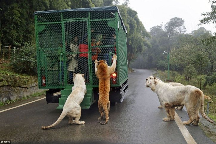 Photo of This Zoo In China Lets The Animals Roam Free While The Humans Are Caged! 2/7 by Le Voyageur