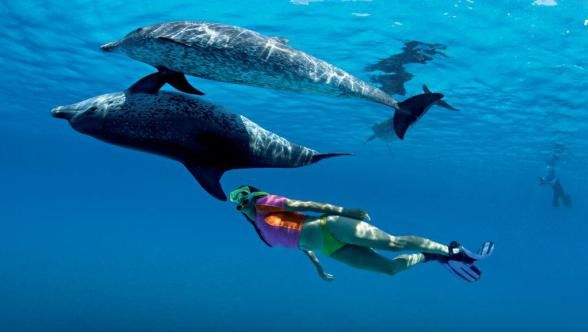 Photo of 10 Places In The World Where You Can Go Swimming With Dolphins 2/11 by Le Voyageur
