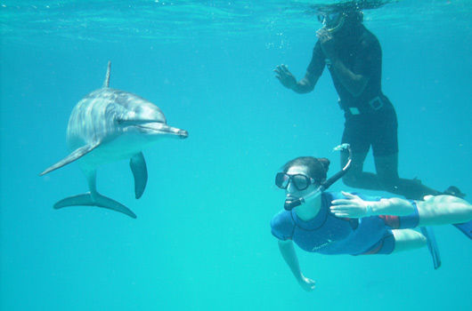 Photo of 10 Places In The World Where You Can Go Swimming With Dolphins 3/11 by Le Voyageur