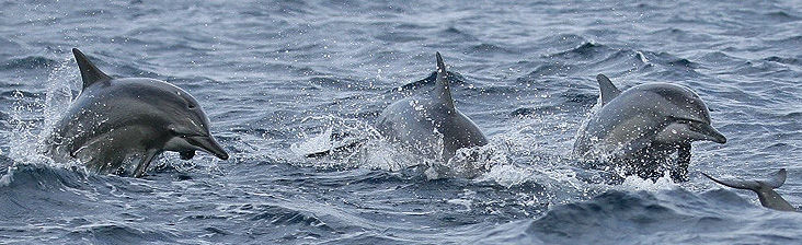 Photo of 10 Places In The World Where You Can Go Swimming With Dolphins 4/11 by Le Voyageur