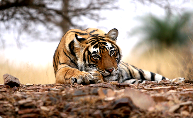 Photo of 8 Best Places To Go On A Tiger Safari In India! 4/17 by Le Voyageur