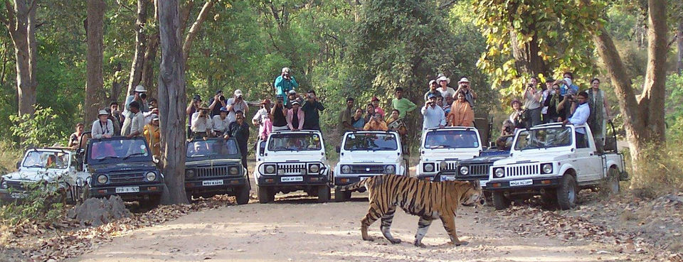 Photo of 8 Best Places To Go On A Tiger Safari In India! 3/17 by Le Voyageur