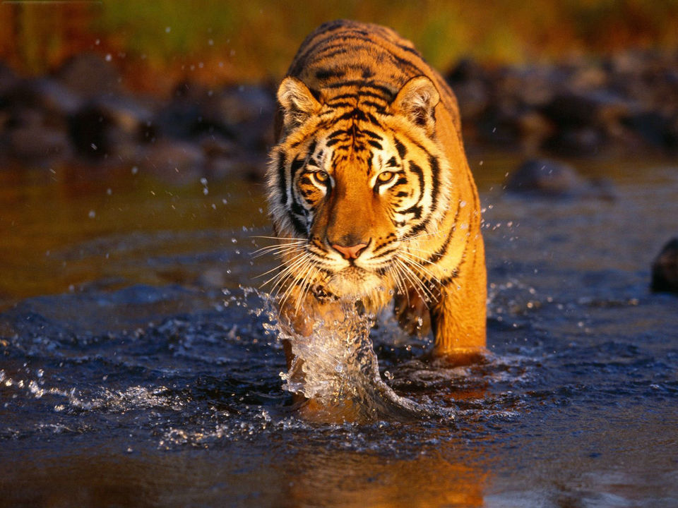 Photo of 8 Best Places To Go On A Tiger Safari In India! 5/17 by Le Voyageur