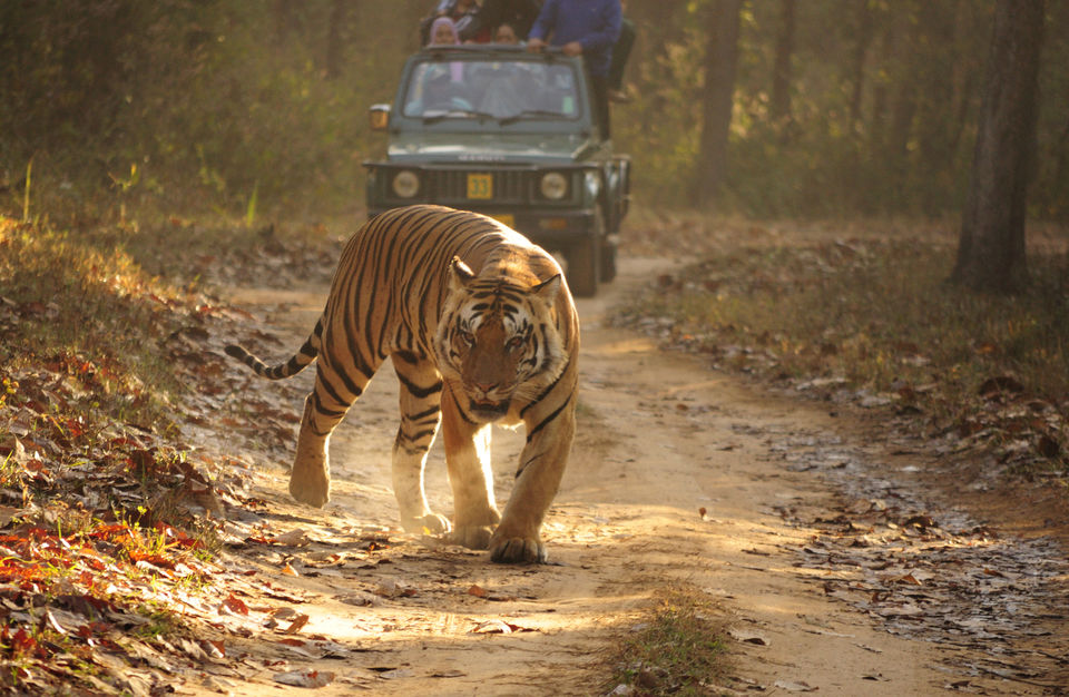 Photo of 8 Best Places To Go On A Tiger Safari In India! 6/17 by Le Voyageur