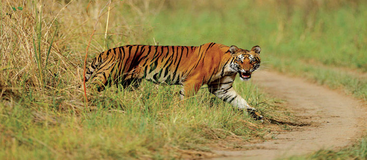Photo of 8 Best Places To Go On A Tiger Safari In India! 8/17 by Le Voyageur