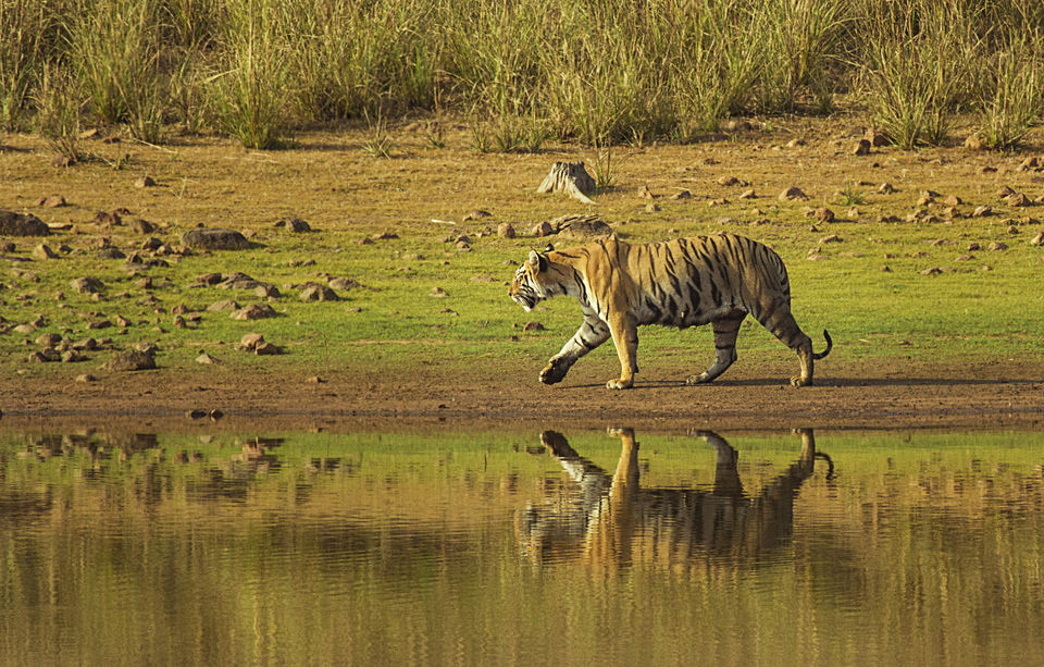 Photo of 8 Best Places To Go On A Tiger Safari In India! 10/17 by Le Voyageur