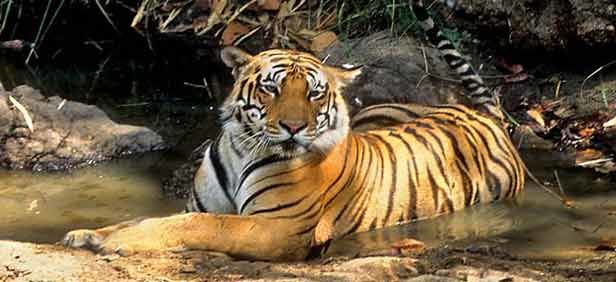 Photo of 8 Best Places To Go On A Tiger Safari In India! 14/17 by Le Voyageur