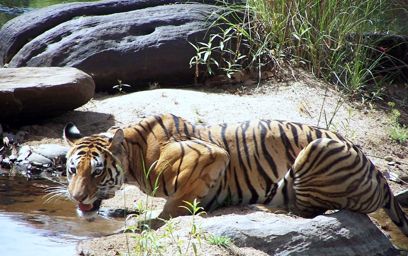Photo of 8 Best Places To Go On A Tiger Safari In India! 13/17 by Le Voyageur