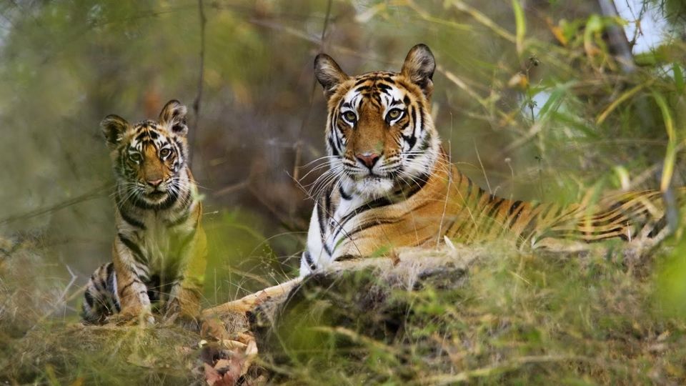 Photo of 8 Best Places To Go On A Tiger Safari In India! 17/17 by Le Voyageur