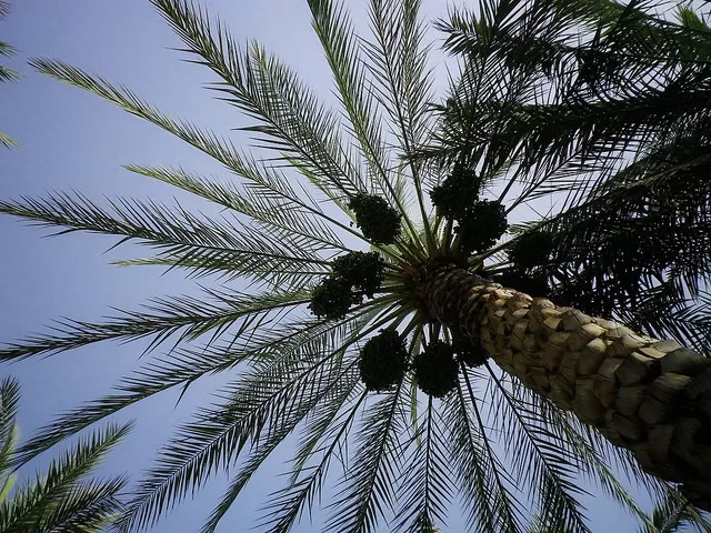 Photo of Al Ain - United Arab Emirates by Aditi Jana