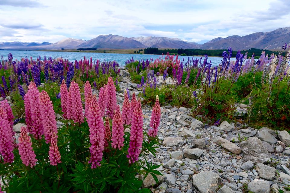 Photo of The Best 12 days Road trip Itinerary for Southland, New Zealand 1/3 by Aditi Jana