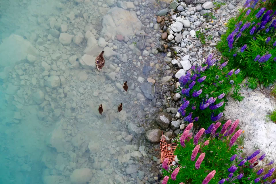 Photo of 10 Reasons for New Zealand to be your next Destination by Aditi Jana
