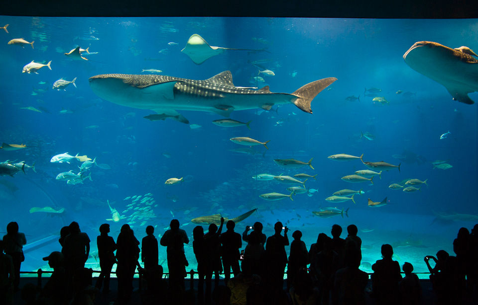 Photo of Get your Adrenaline Rush on in Dubai by Aditi Jana