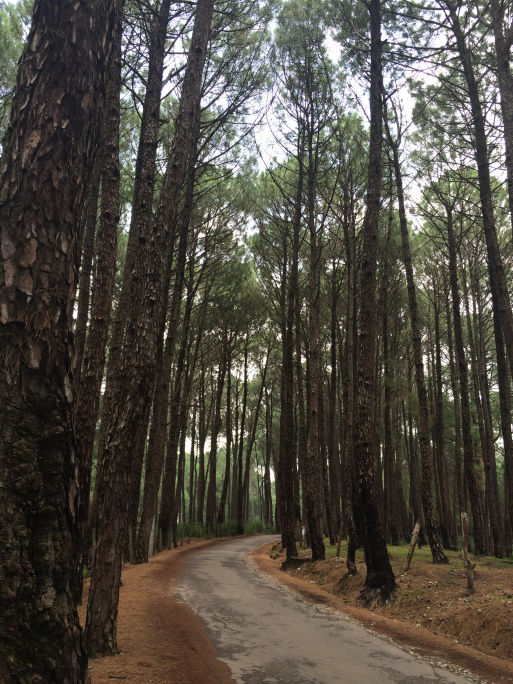Photo of A Monsoon Weekend in Palampur 3/7 by Uditi Gupta