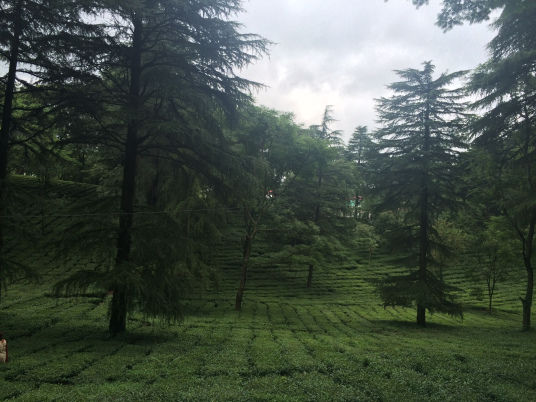 Photo of A Monsoon Weekend in Palampur 5/7 by Uditi Gupta