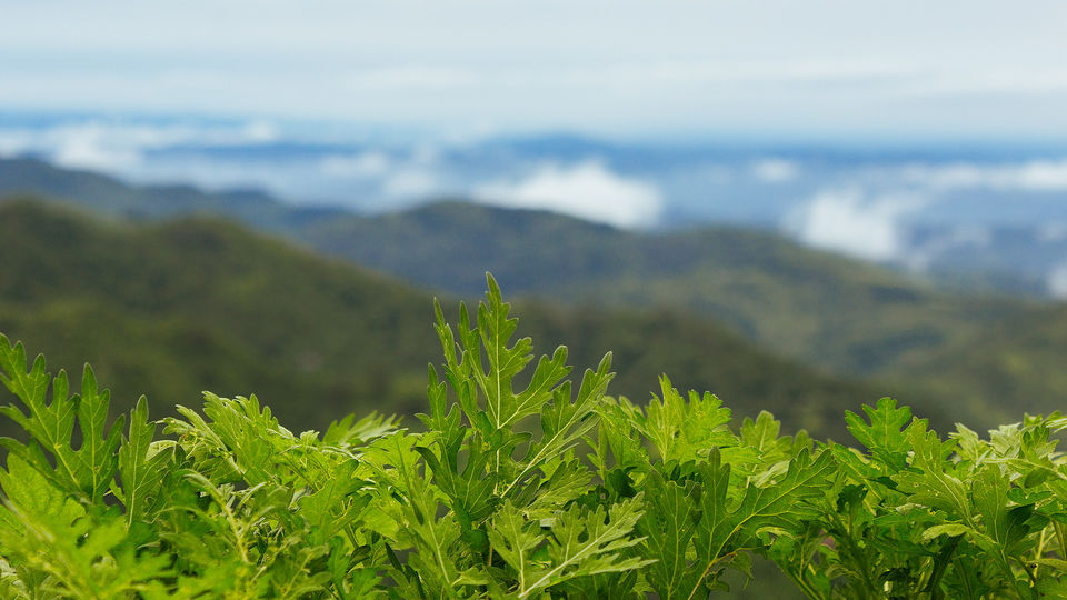 Photo of Nahan - amidst nature's abundance #colourgreen 1/9 by Kunal Khurana