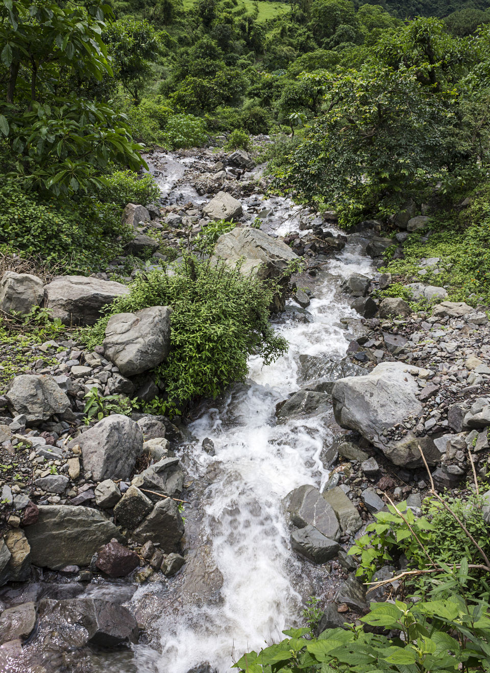 Photo of Nahan - amidst nature's abundance #colourgreen 4/9 by Kunal Khurana