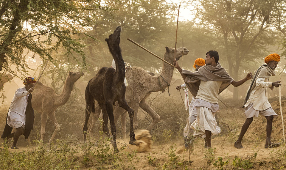 Photo of The ever so talked about "Pushkar Fair" 7/10 by Kunal Khurana