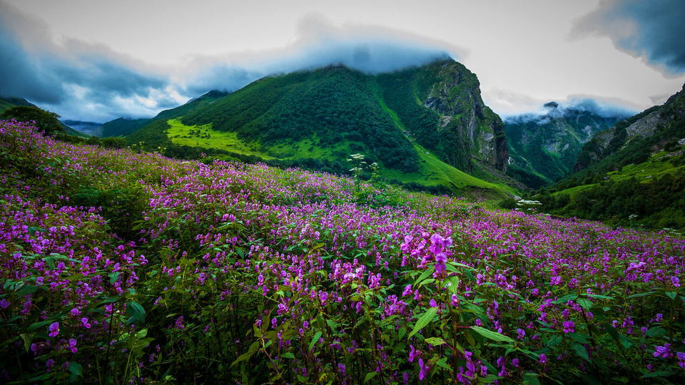 Photo of Why valley of flowers is the best trek for monsoon? by Rohit kumar Singh Jadon