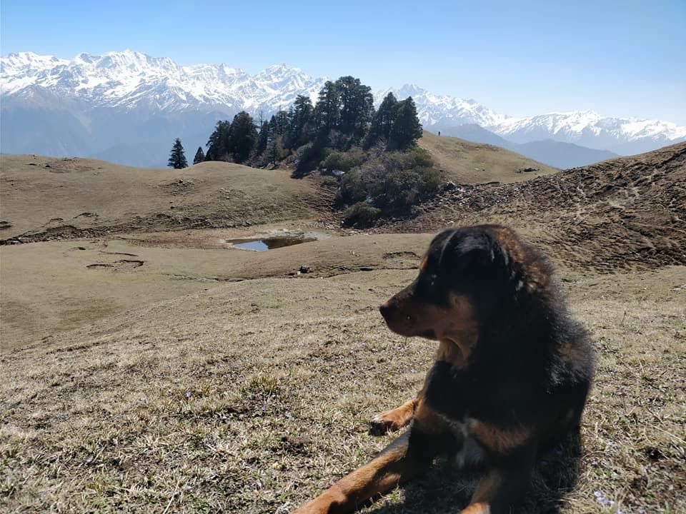 Photo of A Trek to Heavenly Meadows: Dayara Bugyal 4/8 by Travel Beings
