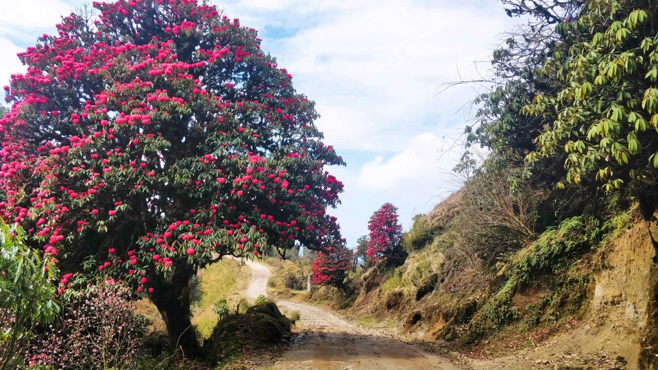 Photo of Kalipokhri, West Bengal, India by Travel Beings