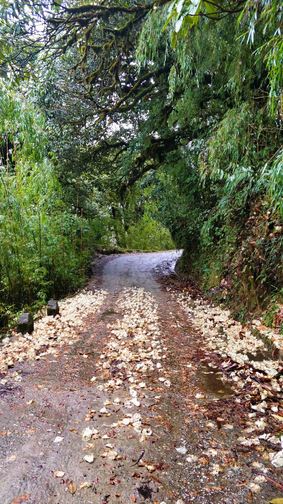 Photo of Snow, Rhododendron Flowers, Tea Gardens: This Unheard Trek Is a MUST for April 2022! 2/9 by Travel Beings