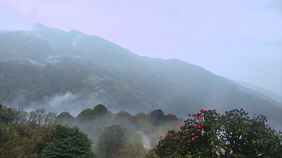 Photo of Snow, Rhododendron Flowers, Tea Gardens: This Unheard Trek Is a MUST for April 2022! 4/9 by Travel Beings