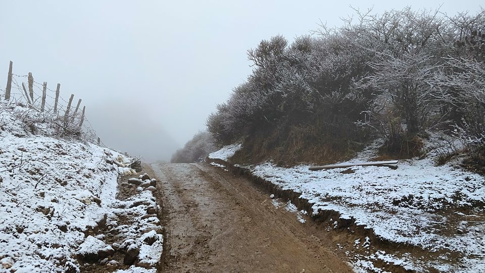 Photo of Snow, Rhododendron Flowers, Tea Gardens: This Unheard Trek Is a MUST for April 2022! 7/9 by Travel Beings