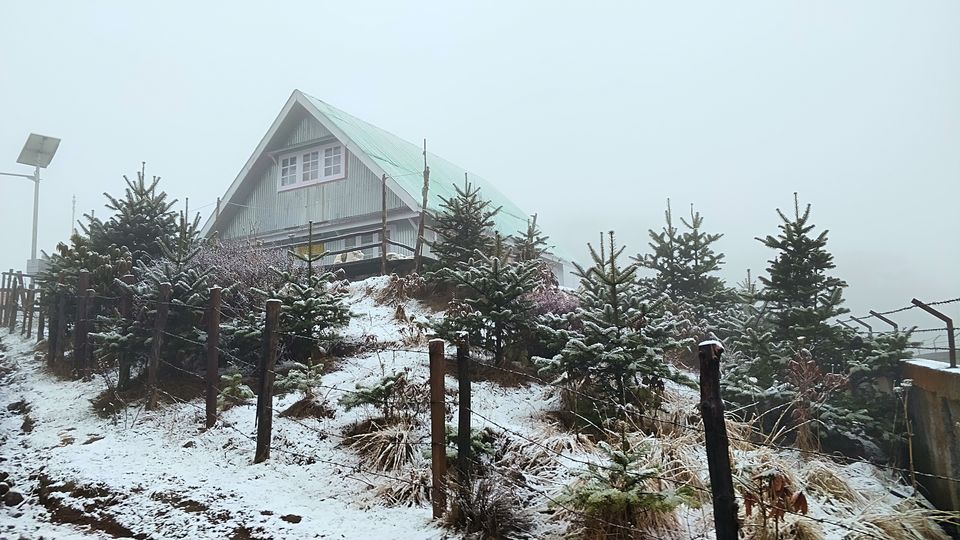 Photo of Snow, Rhododendron Flowers, Tea Gardens: This Unheard Trek Is a MUST for April 2022! 8/9 by Travel Beings