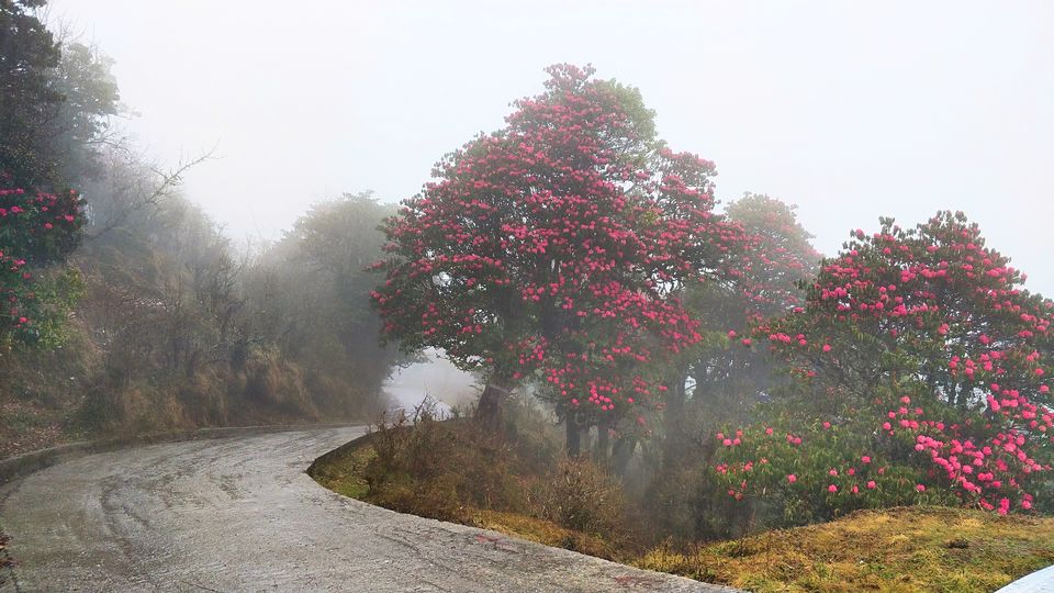 Photo of Snow, Rhododendron Flowers, Tea Gardens: This Unheard Trek Is a MUST for April 2022! 3/9 by Travel Beings