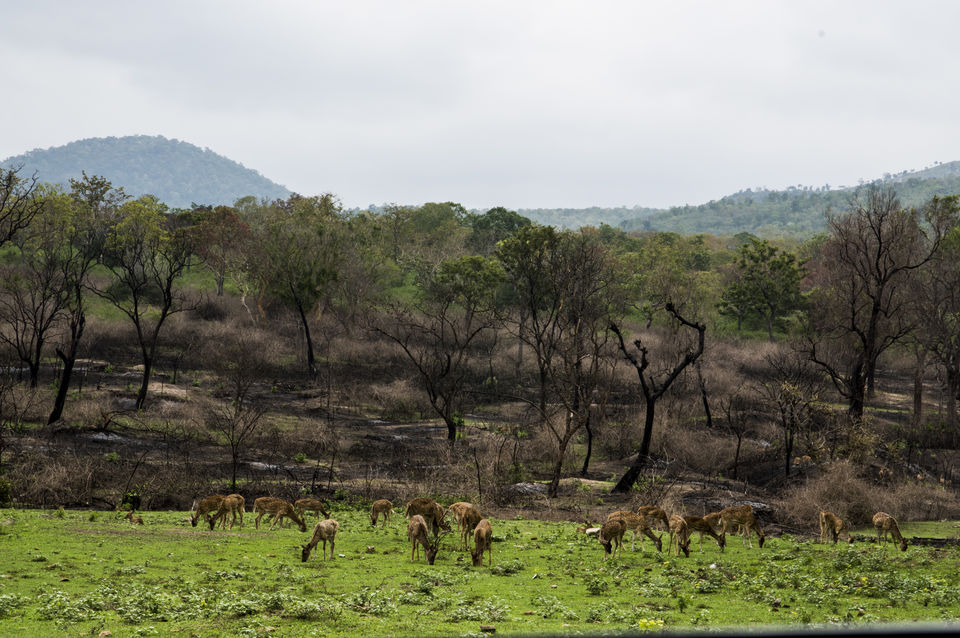Photo of Remote hills aloof - Story of the unseen Ooty and Kodai by Pavan K S