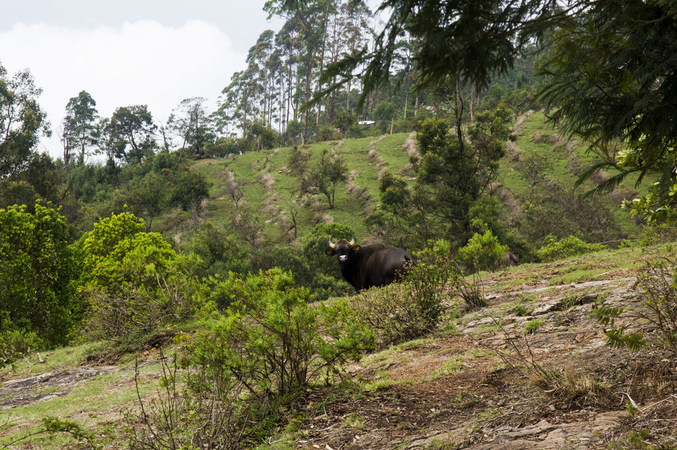 Photo of Remote hills aloof - Story of the unseen Ooty and Kodai by Pavan K S
