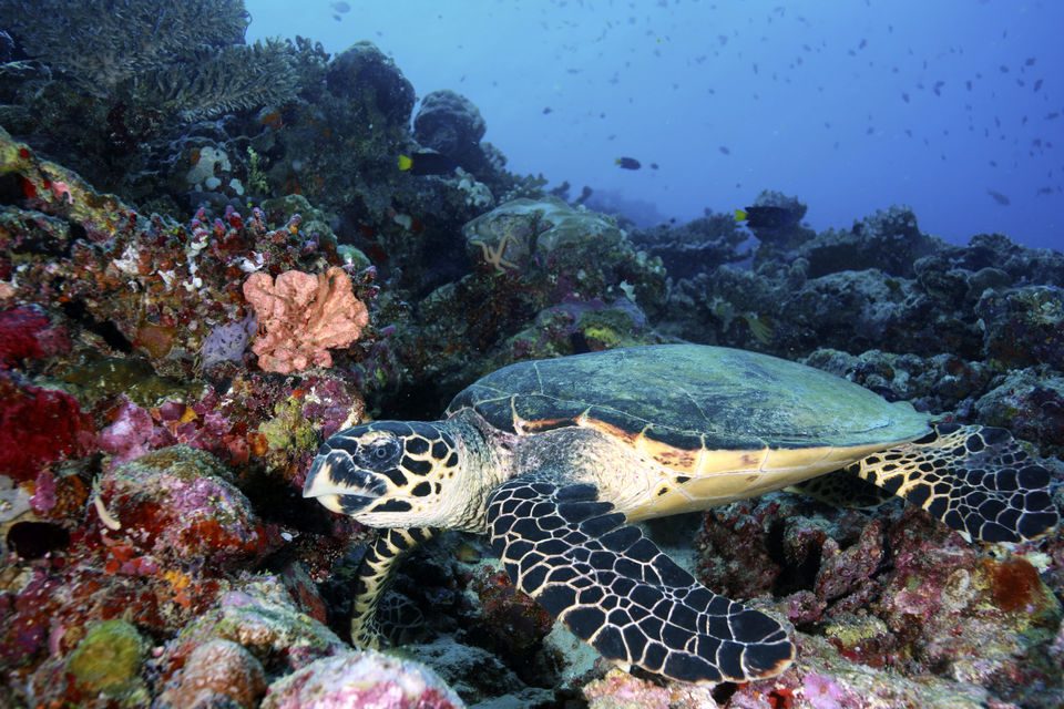 Photo of The JOY of taking the first breath Underwater in Maldives 3/4 by Arnav Mathur @EatTravelLiveRepeat