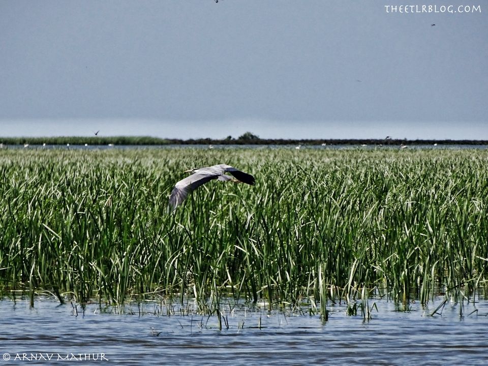 Photo of Spend a Weekend in DANUBE DELTA, Romania and RECONNECT with NATURE by Eat | Travel | Live | Repeat - Arnav Mathur