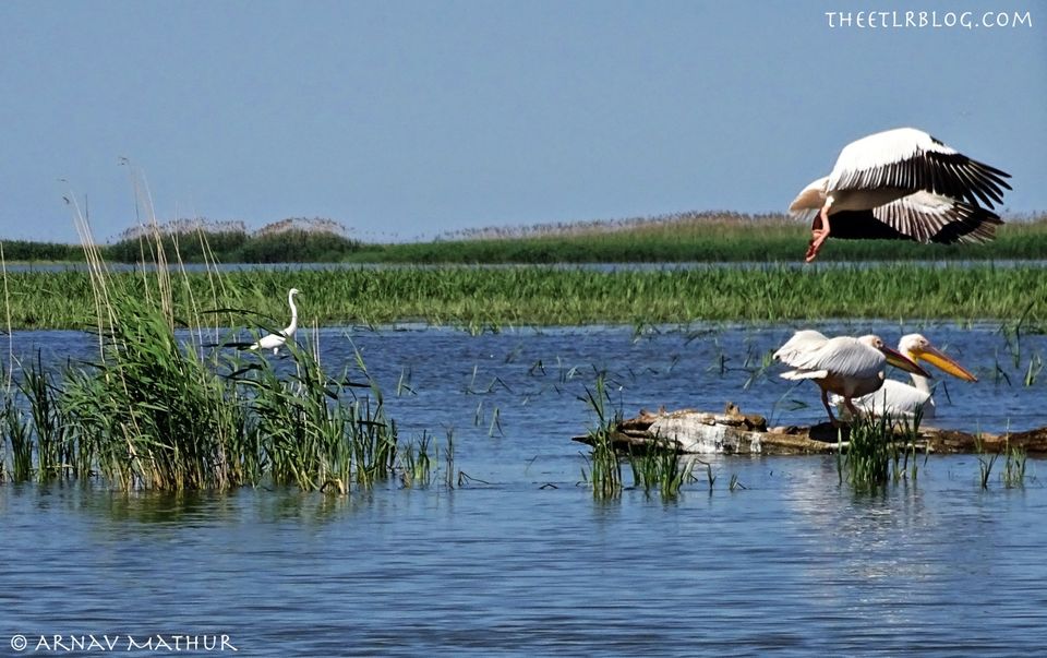 Photo of Spend a Weekend in DANUBE DELTA, Romania and RECONNECT with NATURE by Eat | Travel | Live | Repeat - Arnav Mathur
