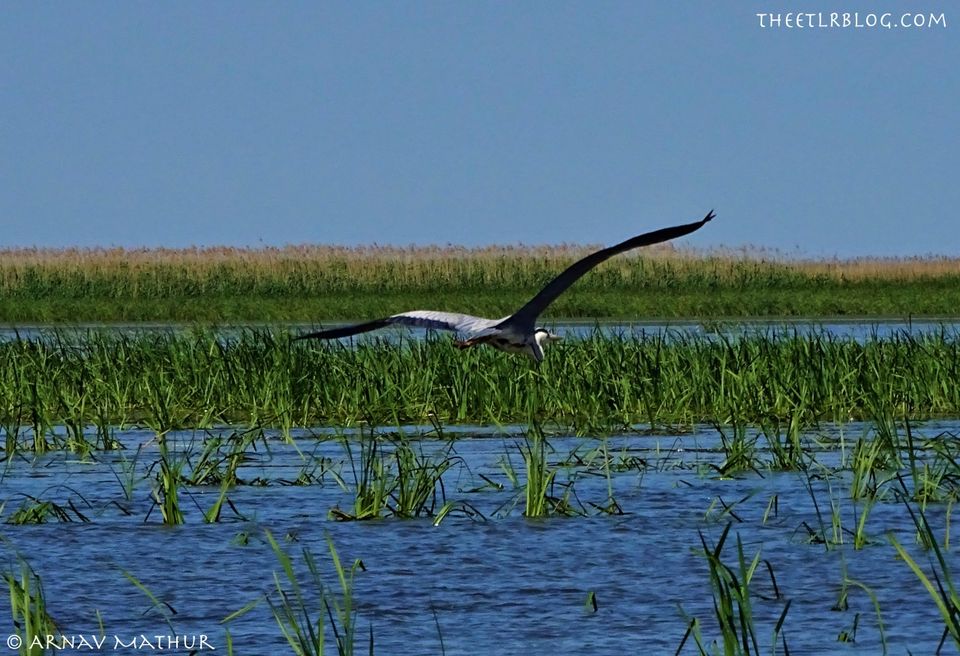 Photo of Spend a Weekend in DANUBE DELTA, Romania and RECONNECT with NATURE by Eat | Travel | Live | Repeat - Arnav Mathur