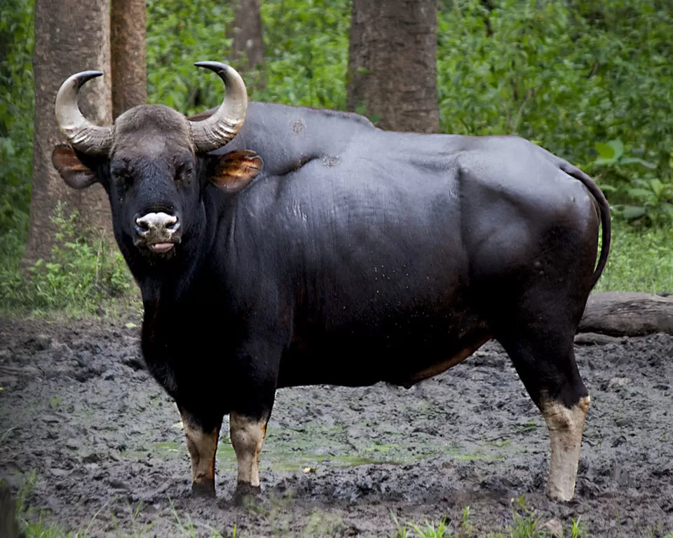 Photo of Kodaikanal, Tamil Nadu, India by Ashish Bhardwaj