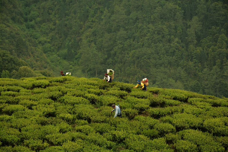 Photo of Darjeeling - an awesome customized 4D/3N tour by Indrarup Saha