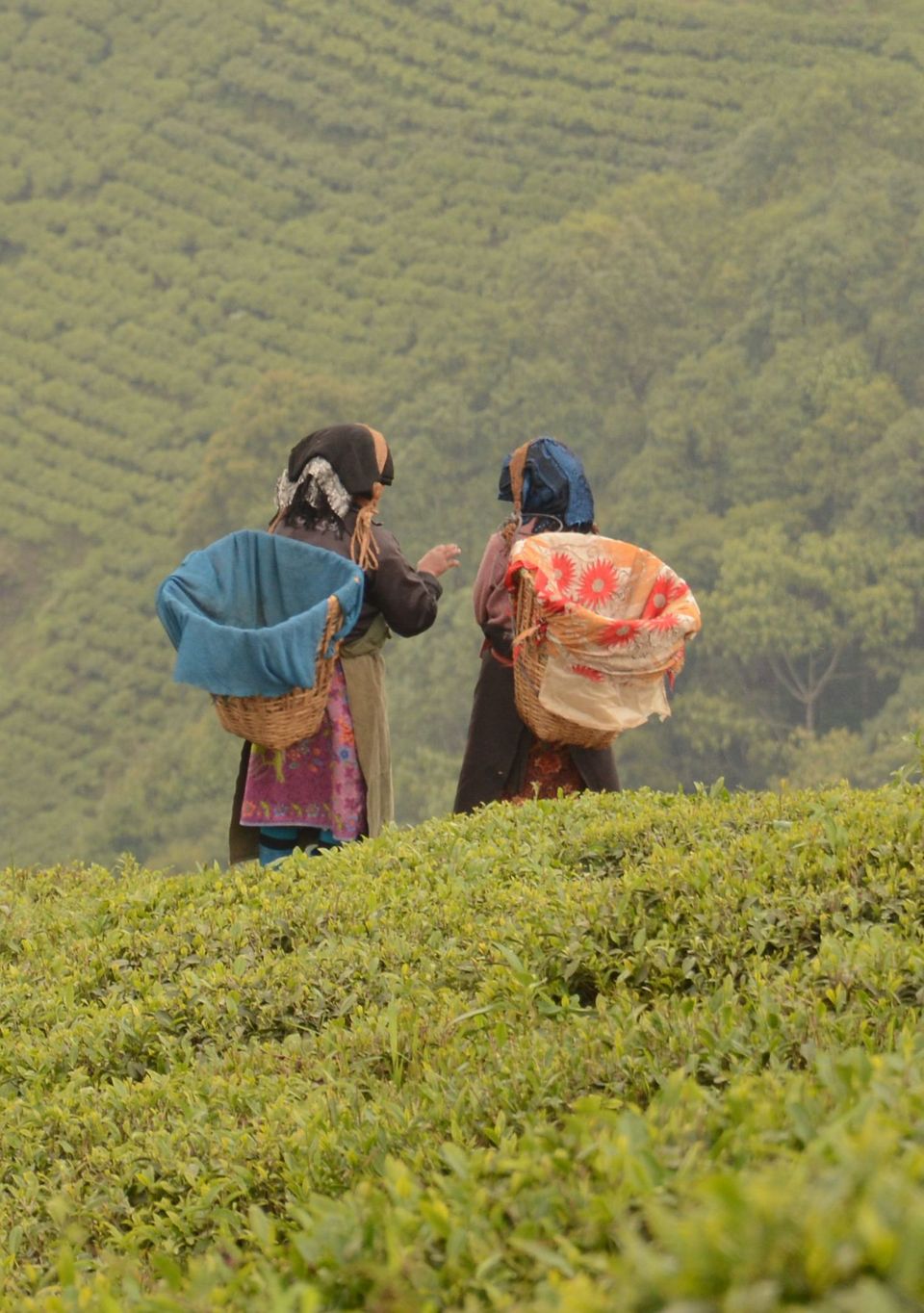 Photo of Darjeeling - an awesome customized 4D/3N tour by Indrarup Saha