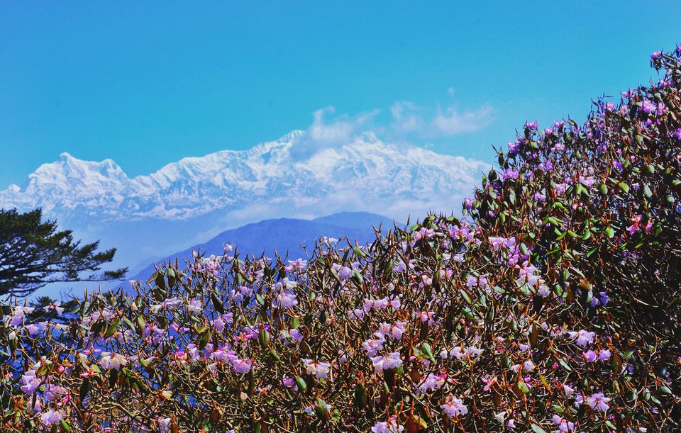 Photo of Sandakphu - 5D/4N Land Rover trip to the highest point of West Bengal by Indrarup Saha
