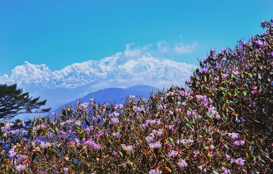 Photo of Sandakphu - 5D/4N Land Rover trip to the highest point of West Bengal by Indrarup Saha