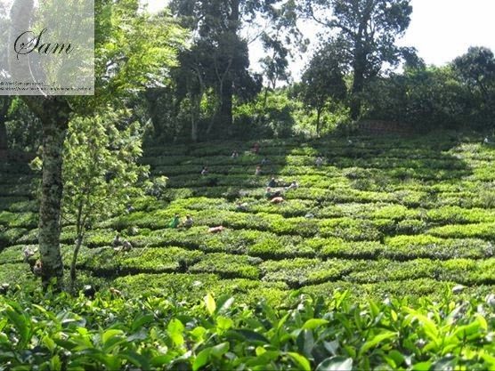 Photo of Sam's Kerala Travel Diary 21/22 by Shambavi Ganju