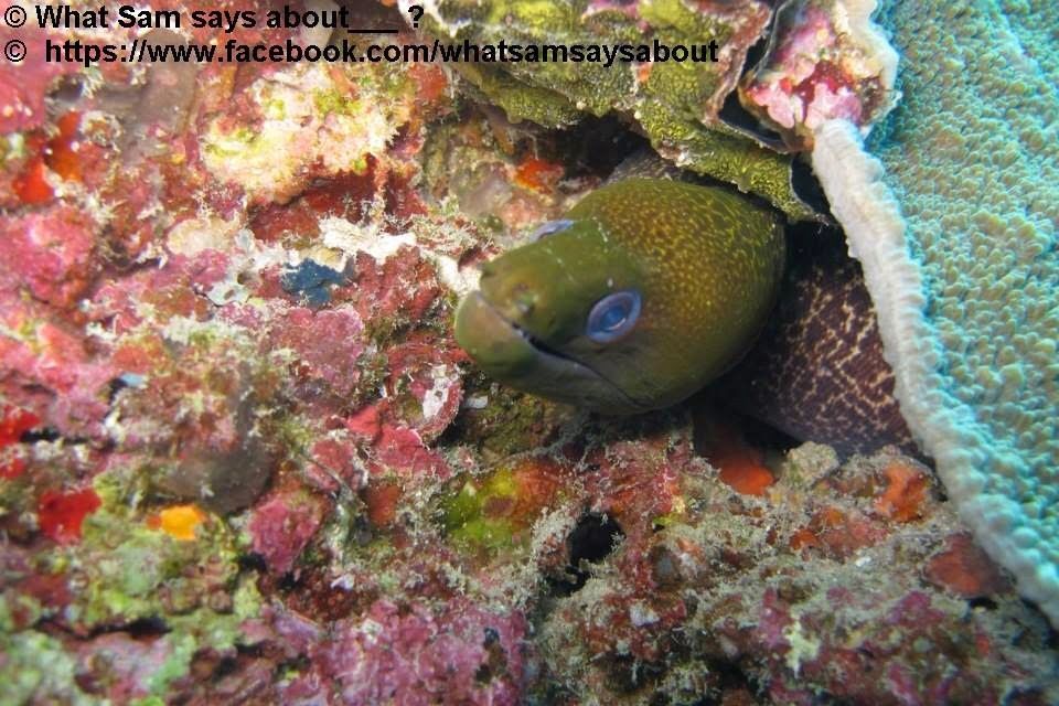 Photo of Sam's Maldives Travel Guide 2/29 by Shambavi Ganju