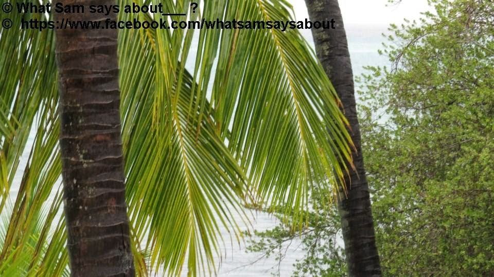 Photo of Sam's Maldives Travel Guide 8/29 by Shambavi Ganju