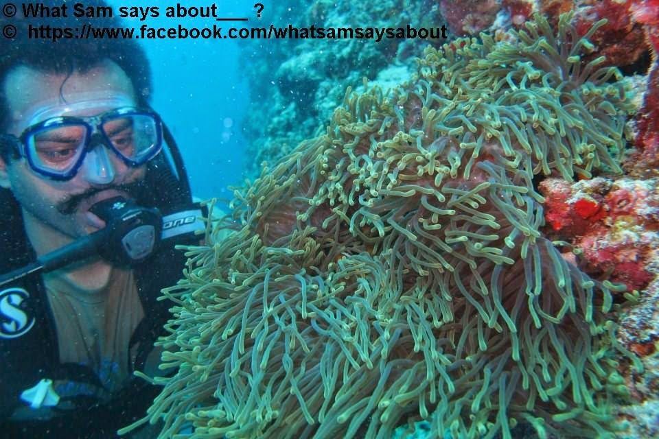 Photo of Sam's Maldives Travel Guide 13/29 by Shambavi Ganju