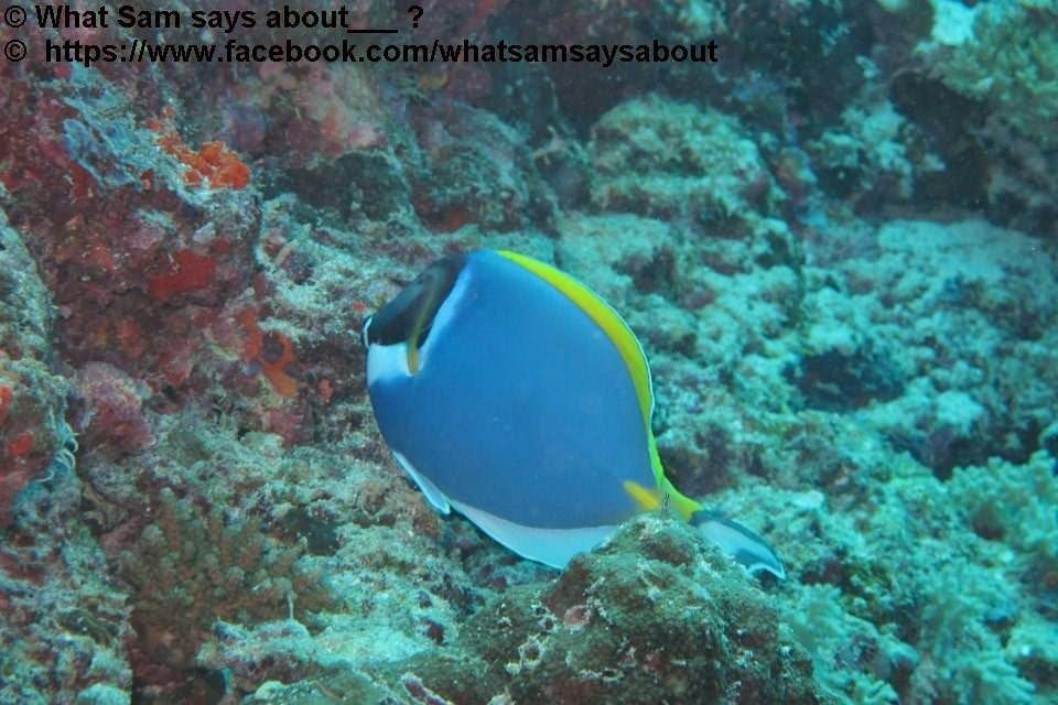 Photo of Sam's Maldives Travel Guide 23/29 by Shambavi Ganju