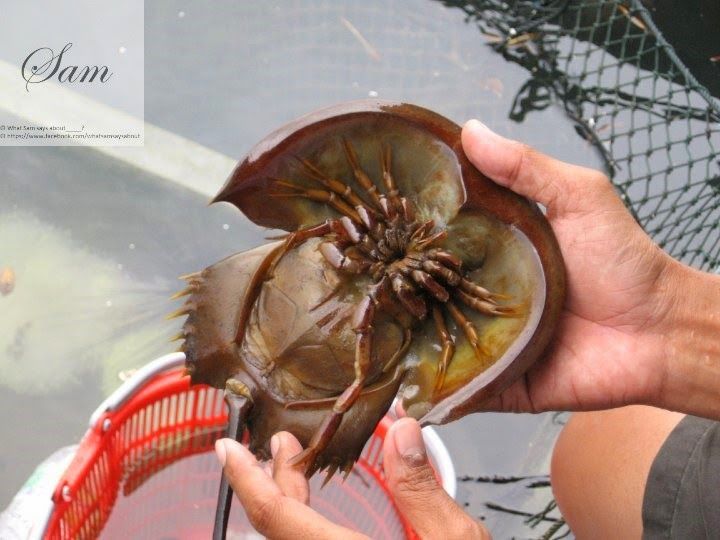 Photo of Langkawi - A Travel Guide to the Perfect Honeymoon Destination 18/40 by Shambavi Ganju