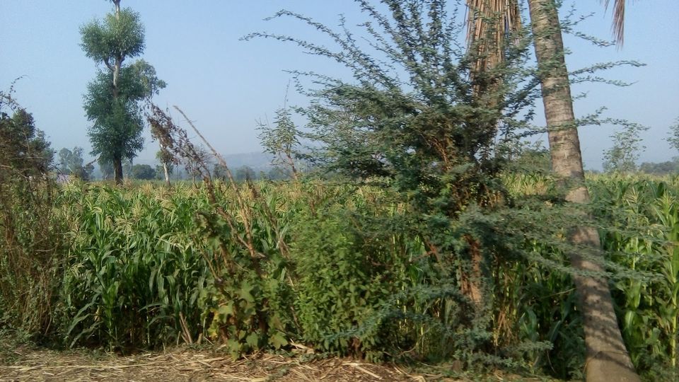 Photo of पुरेपूर कोल्हापूर 12/14 by Varun