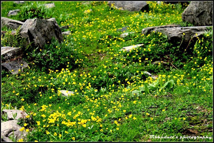 Photo of Hampta Pass Trek by Bibhudutt Misra