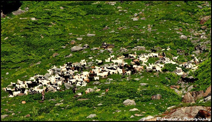 Photo of Hampta Pass Trek by Bibhudutt Misra